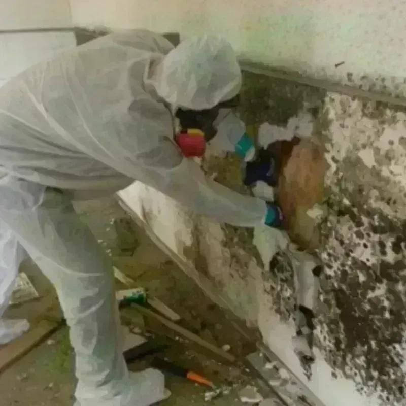 Mold Remediation and Removal in Muscoy, CA